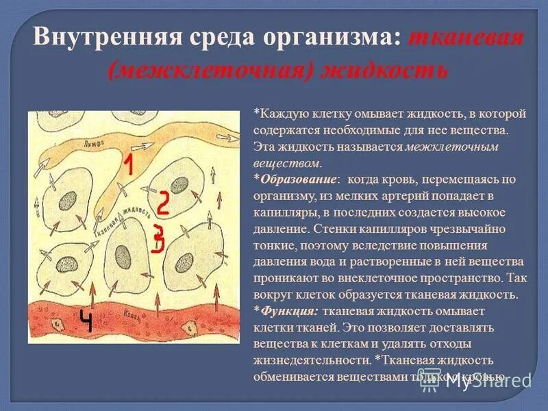 Функции межклеточной жидкости. Внутренняя среда организма. Строение внутренней среды организма. Жидкости внутренней среды организма. Строение тканевой жидкости.