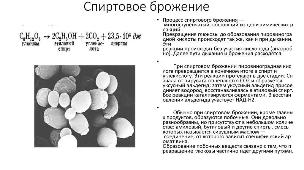 Сколько дней бродят дрожжи. Дрожжи спиртовое брожение микробиология. Схема брожения бактерий. Бактерии спиртового брожения. Saccharomyces cerevisiae спиртовое брожение.