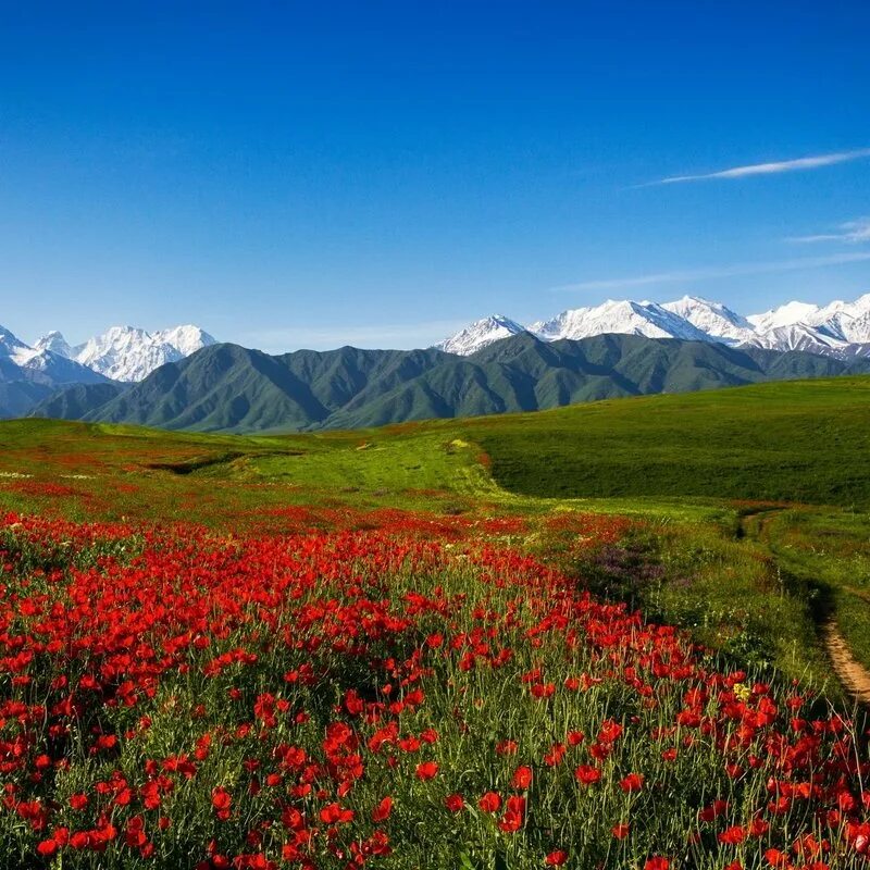 Киргизия в мае. Тянь-Шань Киргизия. Киргизия горы Тянь-Шань. Природа Киргизия Тянь-Шань. Тянь Шань горы природа.