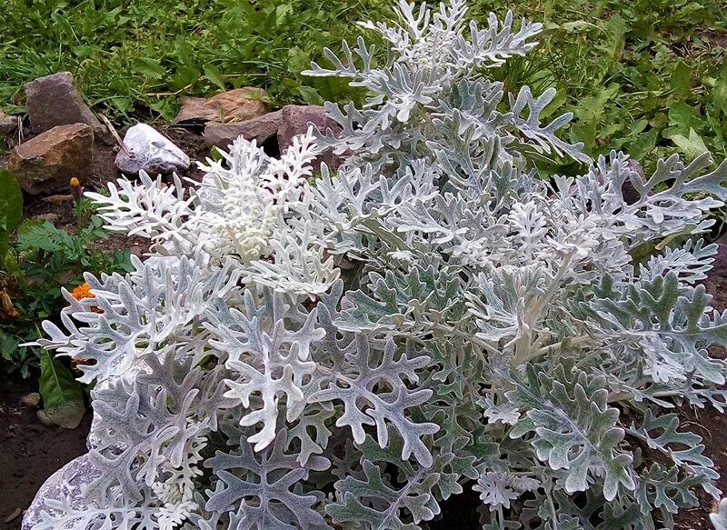 Название серебристых цветов. Цинерария приморская (senecio cineraria). Цинерария(крестовник) серебряная. Цинерария приморская сильвердаст. Цинерария приморская сильвердаст.