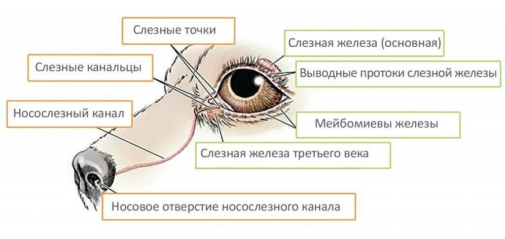 Слезная железа нерв. Строение слезных каналов у собак. Строение носослезного канала у собак. Номослкзныц канал у собак. Строение глаза конъюнктивальный мешок.