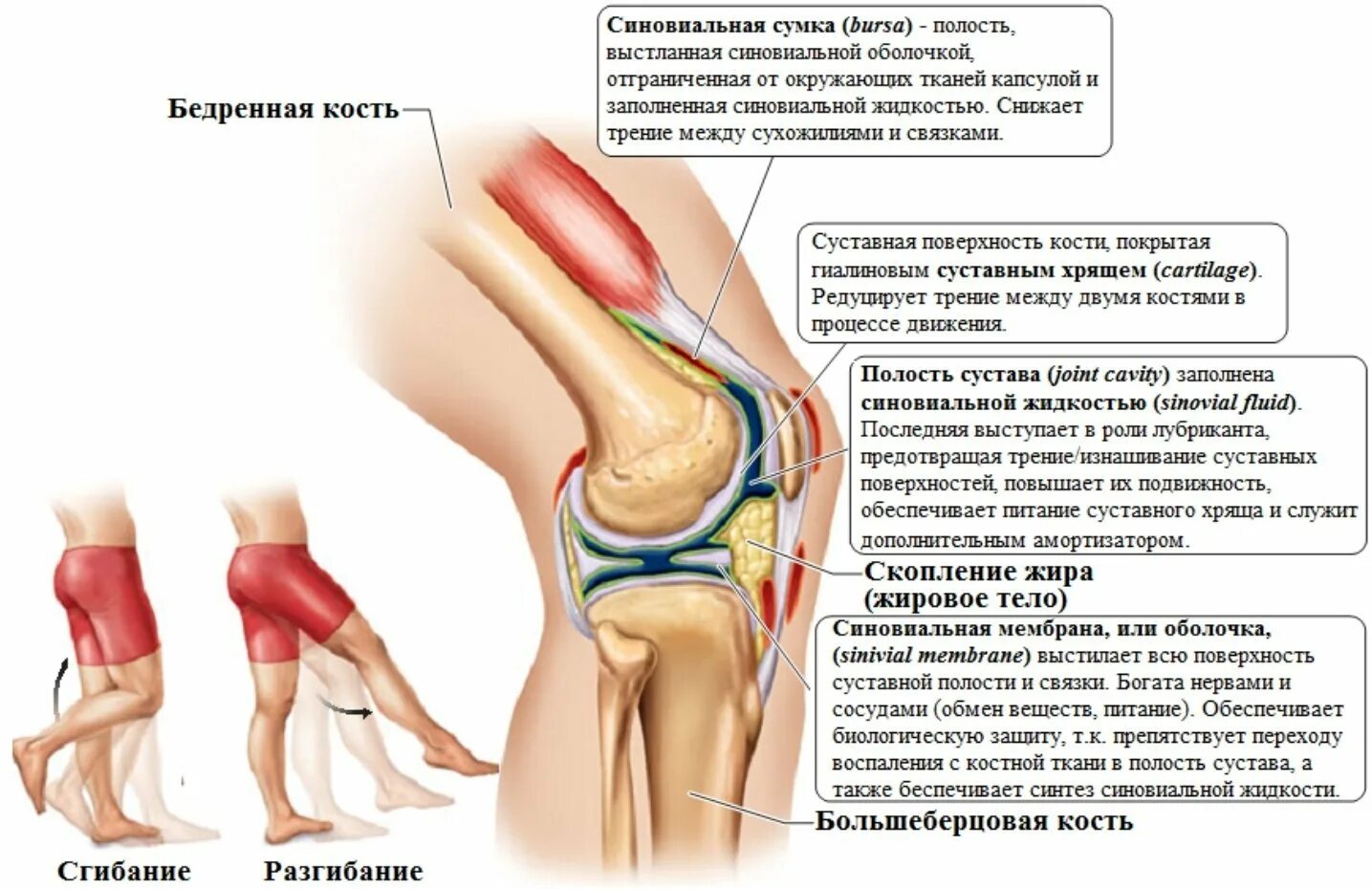 Дорзалгия. Болит колено при сгибании. Коленный сустав при сгибании. Колено болит при сгибании и разгибании.