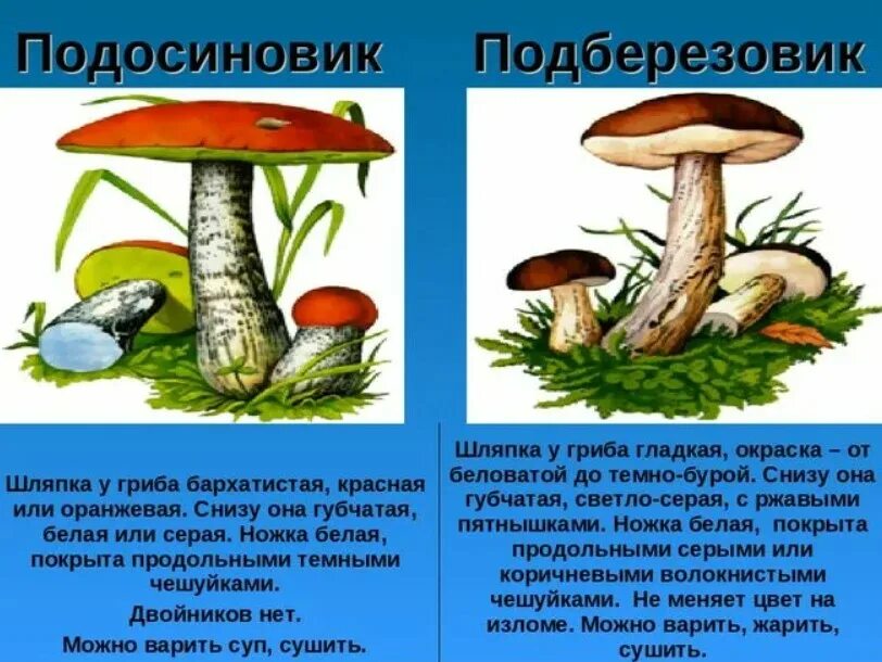 Как выглядит подберезовик и подосиновик. Подосиновик и подберезовик отличие. отличие подберезовика от подосиновика. белый гриб подосиновик подберезовик. подосиновик гриб и подберезовик отличие.