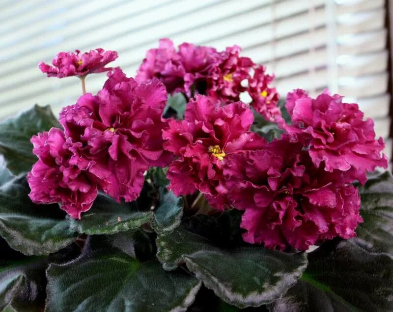 огненная фиалка. сорт фиалки ле-огненный цветок. лебецкая. огненная фиалка. ле-огненный цветок е.