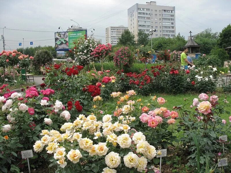 розарий мир увлечений. мир увлечений садоводческий центр. роза блю джейн. роза мисти блю. мир увлечений садовый.