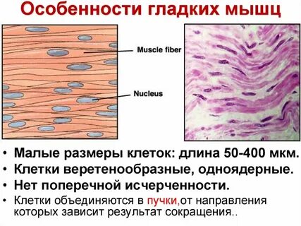 Мышечная ткань одноядерные или многоядерные