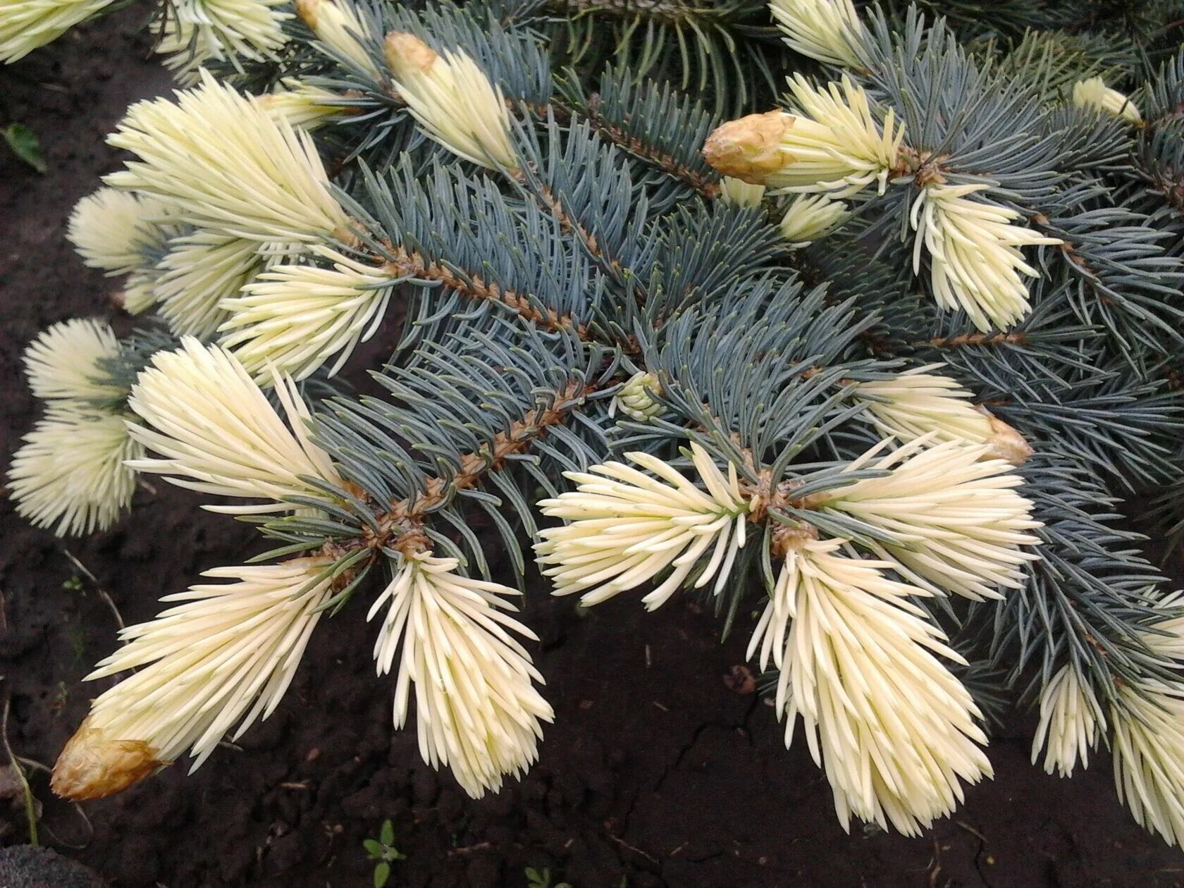 Ель колючая сорта. Ель колючая Белобок. Белобок (Picea pungens Bialobok). Ель колючая "Bialobok" (Белобок). Ель колючая Bialobok.