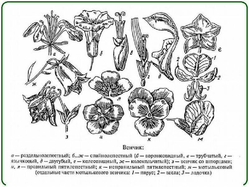 Типы спайнолепестного венчика. Колокольчатый венчик. Типы сростнолепестных венчиков. Трубчатым венчик ботаника. Трубчатых воронковидных цветков