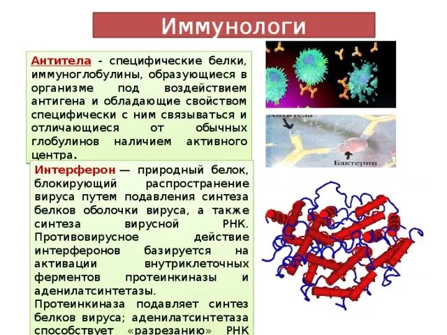 Выработка организмом антител. Интерферон и антитела разница. (Иммуноглобулины) к гамма-интерферону, интерферон.. Различия антител и интерферона. Антитела и интерфероны отличия.