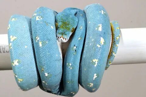 Python frozen