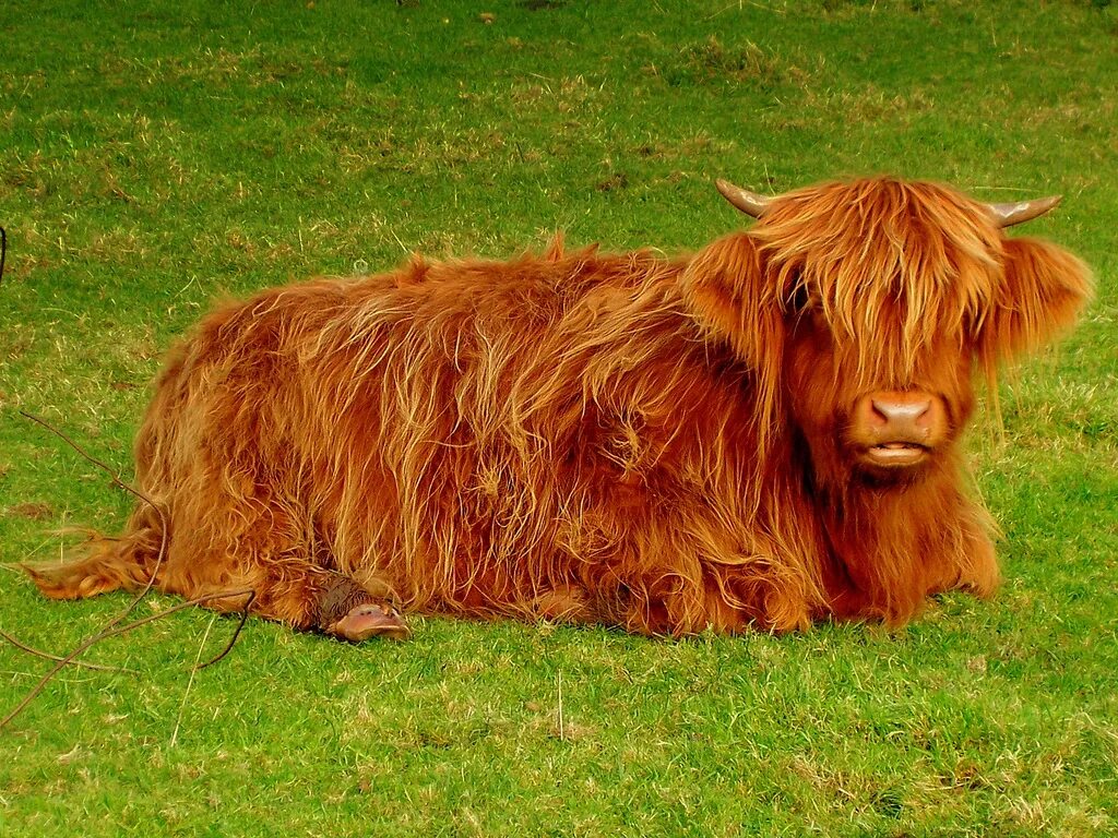 бык с шерстью. бык с длинной шерстью. шотландская высокогорная корова. хайлендская порода быков. шотландский высокогорный теленок.