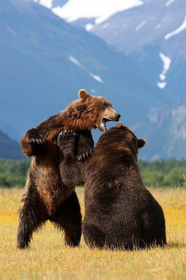 Медведи 06. Медведь Гризли с медвежатами. Гризли североамериканский бурый медведь. Браун Беар. Медведь Гризли и бурый мишка.