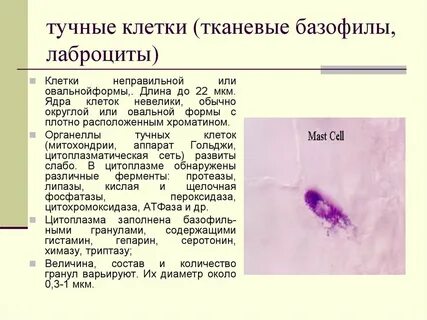 Базофилы функции