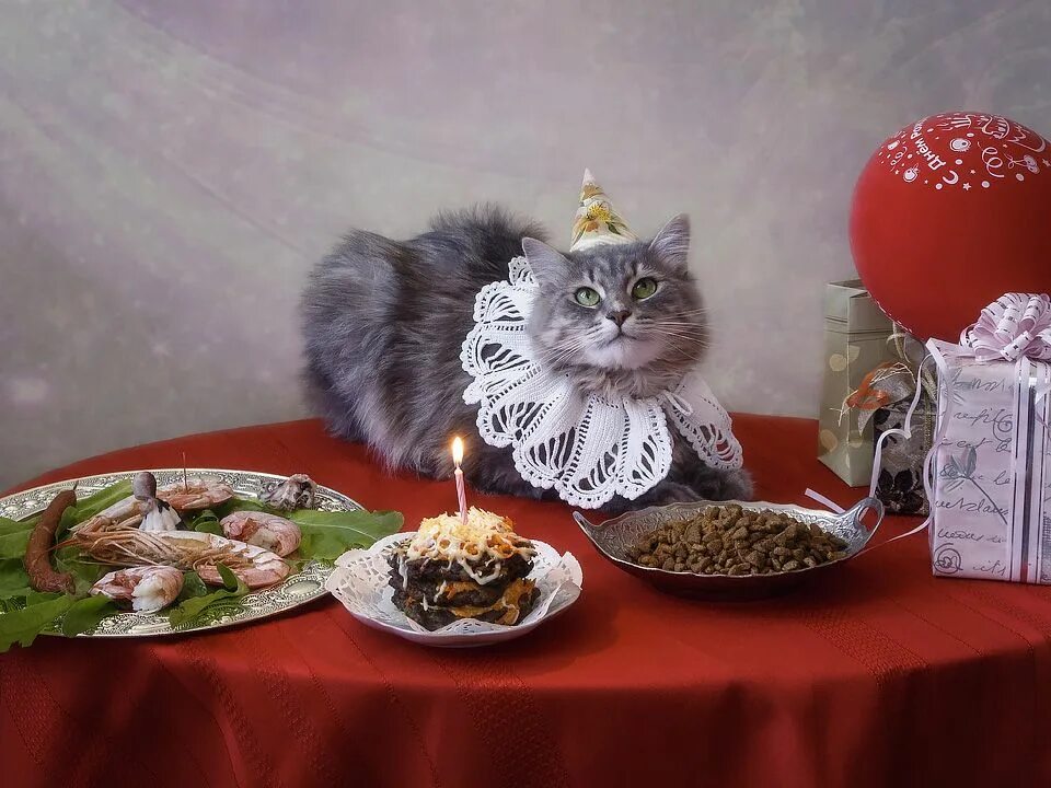 Звери на дне рождении. С днем рождения кошки. Кот с праздничным тортом. Праздничный кот. С днём рождения с котиками.