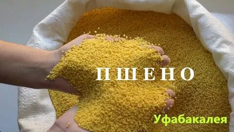 Сыплют пшено