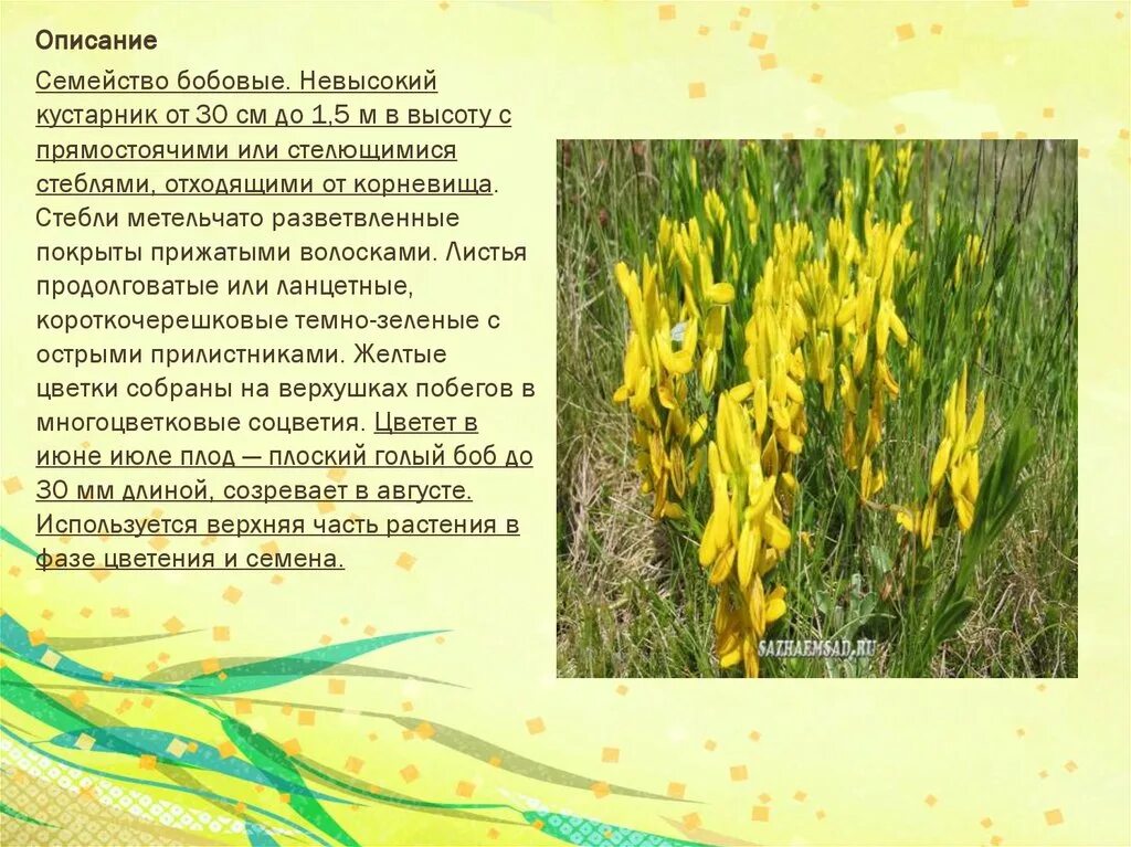 Какой стебель у бобовых. Растения семейства бобовых. семейство бобовые стебель. бобовый стебель. характеристика семейства бобовые стебель.