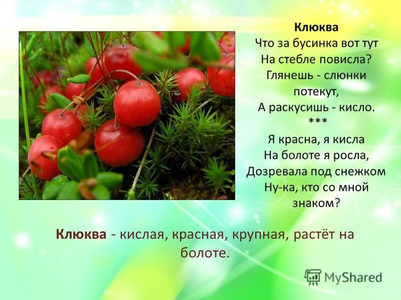 Загадка про клюкву. Стихи про клюкву. Загадки про ягоды. Загадка про клюкву для детей.