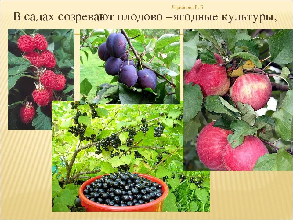 Плодово-ягодные культуры растения. Классификация плодовых и ягодных культур. Плодово ягодные культурные растения. Плодово-ягодные культуры. Плодовые культуры виды.