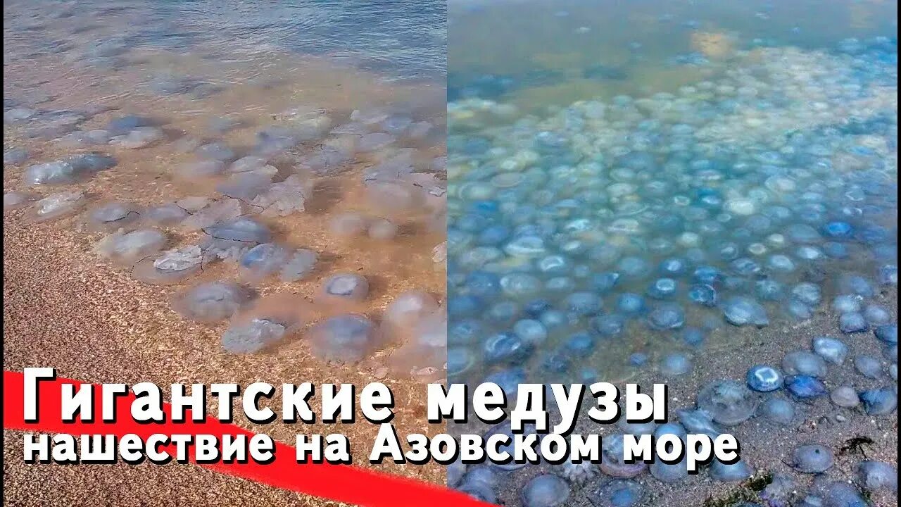 Медузы ушли. Полярная медуза цианея. Медузы ушли. Медуза цианея. Медуза корнерот.