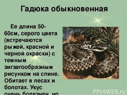 Толстой гадюка краткое