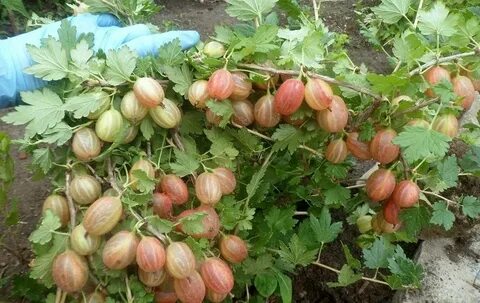 Крыжовник крупный сладкий