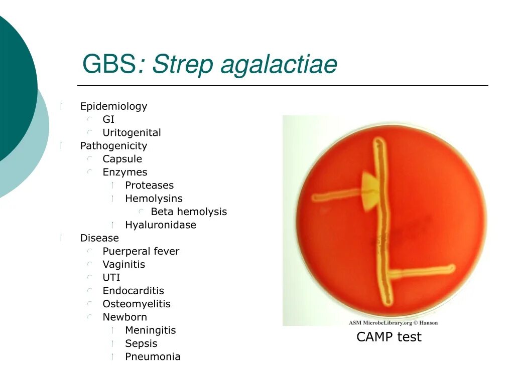 Streptococcus agalactiae микробиология. Streptococcus agalactiae антибиотики. Стрептококк на латыни. Тест стрептококк группы а