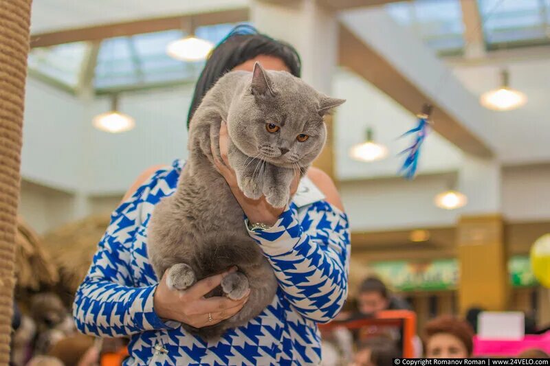 выставка кошек полярис 2017г фото. выставка кошек в иваново тц евроленд 18 и 19 марта. интересные факты о выставках кошек. выставка кошек вднх. тц ханой выставка кошек.
