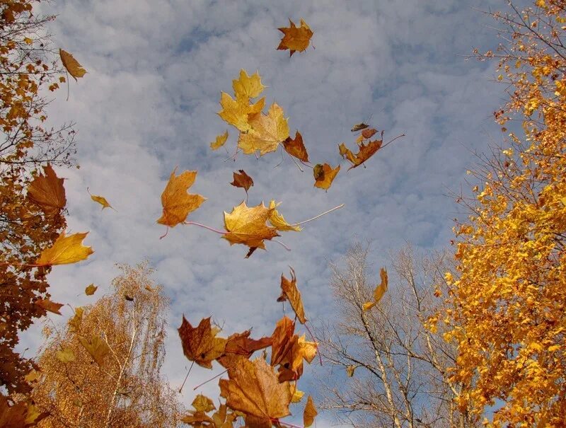 Осенний листопад. Падающие листья. Осень листопад. Лист на ветру.