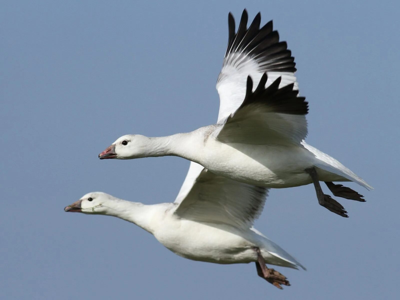 Белый Гусь (Anser caerulescens). Андский Гусь. Гусь Росса. Гусь Росса фото.