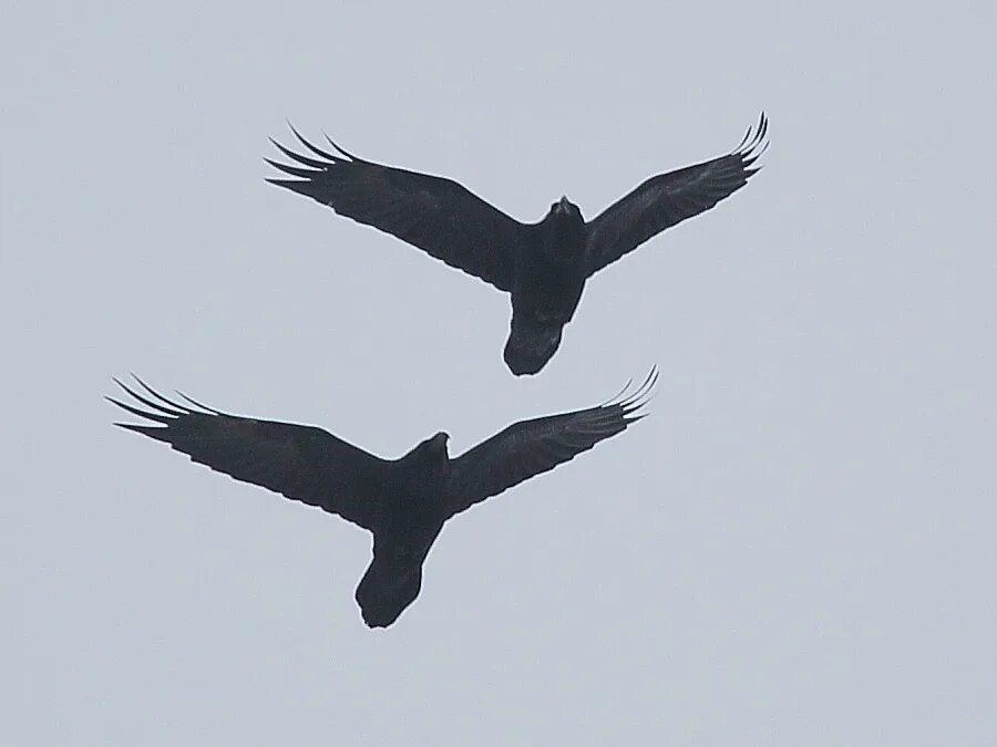 Скорость вороны в полете. Высота полета птиц. Ворон интеллект. Максимальная высота полета вороны. Скорость перелета птиц.