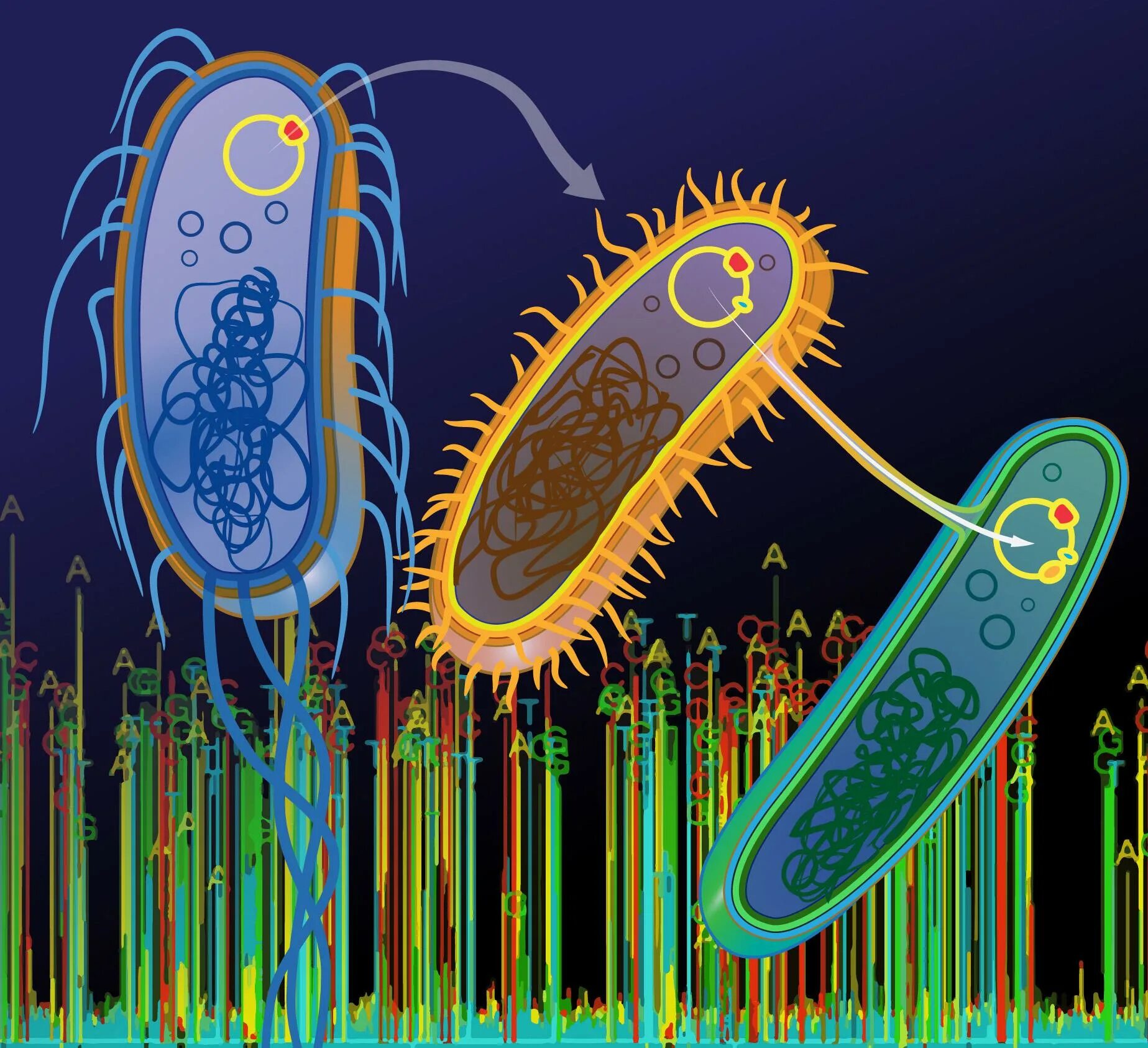 Бактерия чужеродная. Плазмиды в генной инженерии. Бактерия. Первые бактерии. Реснитчатые бактерии.