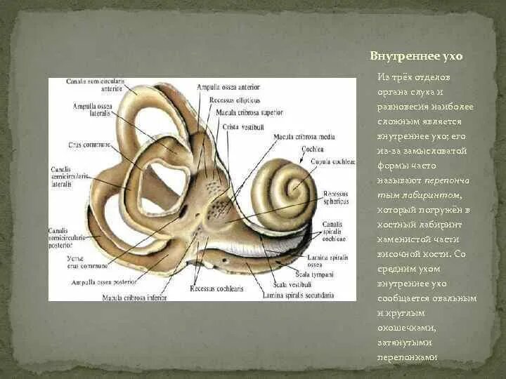 Орган слуха и равновесия внутреннее ухо. Внутреннее ухо орган равновесия. Отделы внутреннего уха. Орган равновесия внутреннего уха.