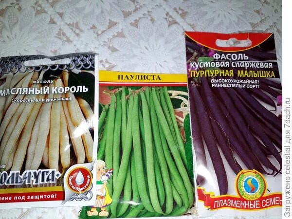 Фасоль кустовая сорта. Фасоль спаржевая паулиста. фасоль чародейка (спаржевая). фасоль спаржевая без волокна. фасоль хельда спаржевая.