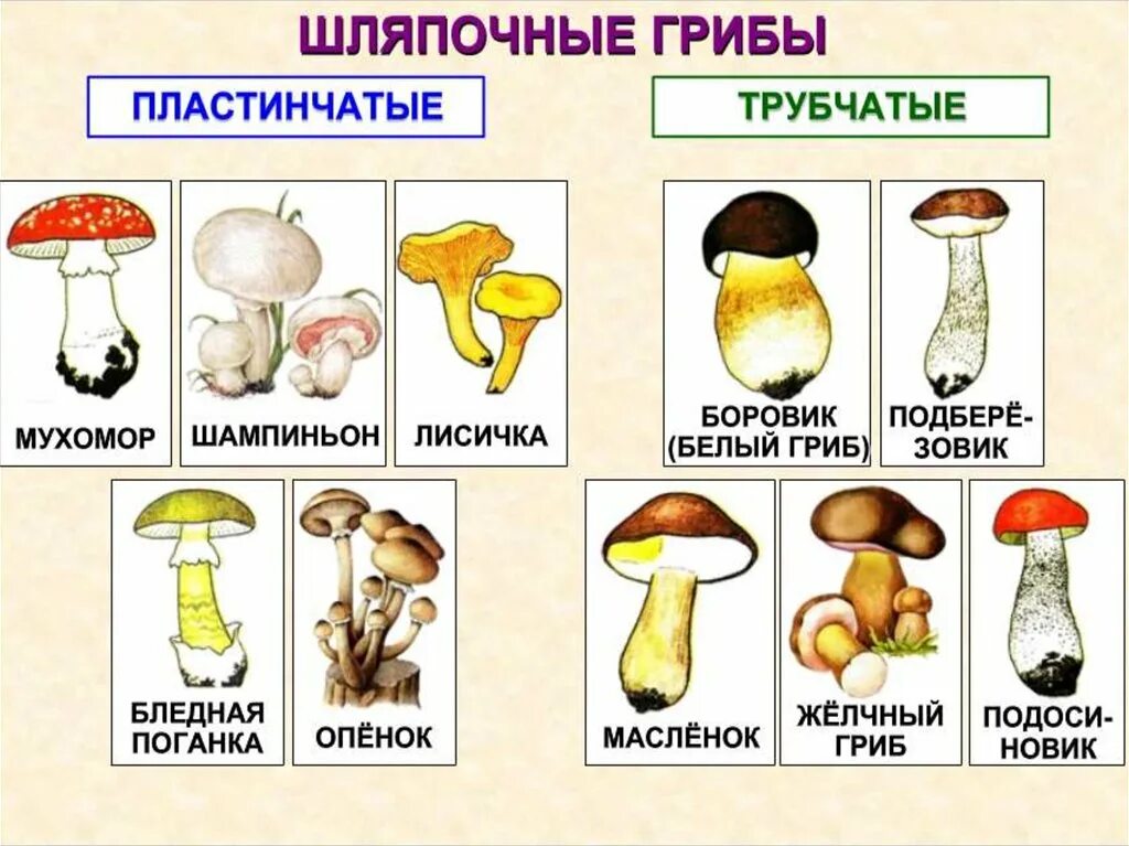 Виды грибов. Грибы виды грибов. Съедобные грибы таблица. Группы грибов трубчатые грибы пластинчатые грибы