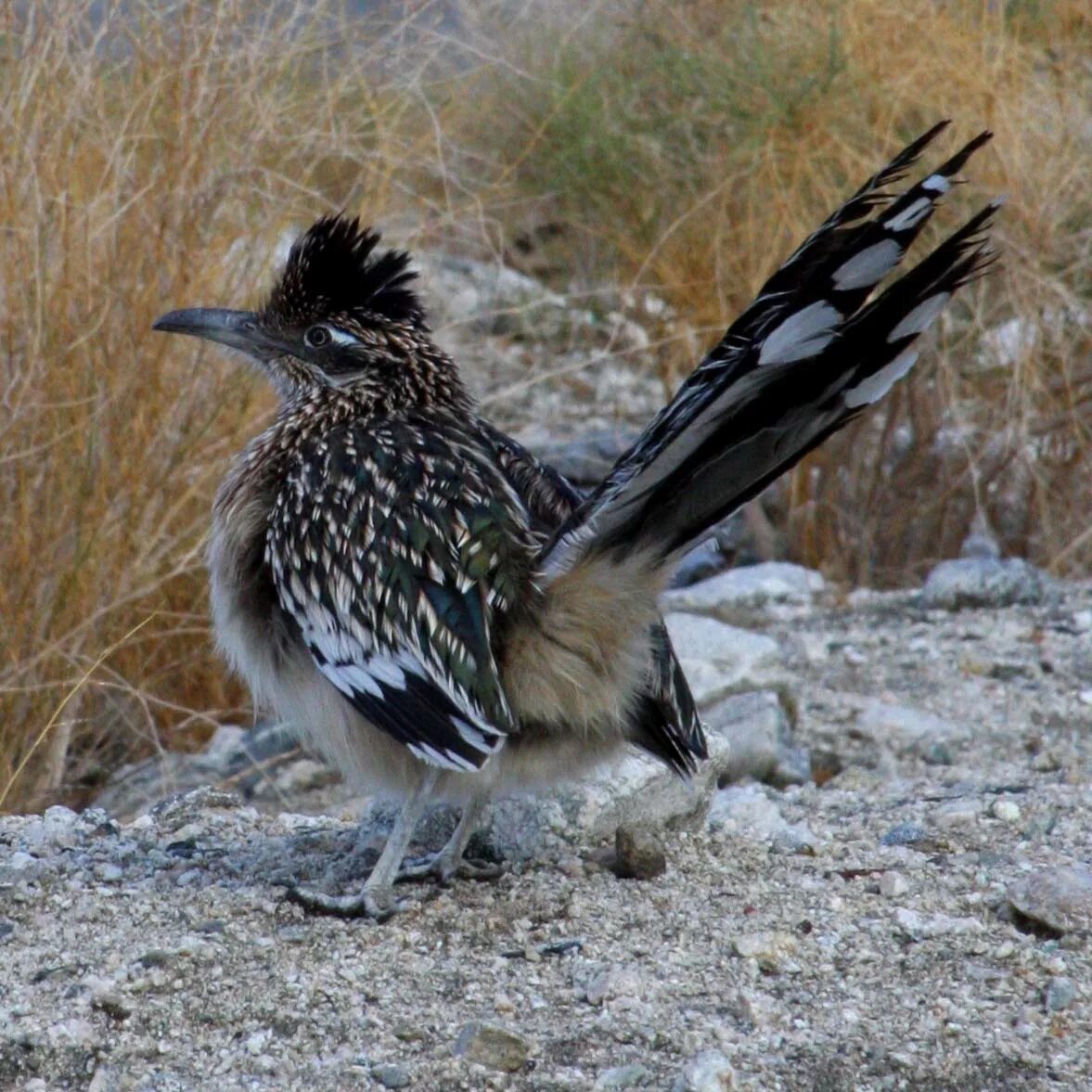 Птица пампасов. Roadrunner птица. - Калифорнийская Земляная Кукушка (Geococcyx californianus). Роуд раннер птица. Птица бегун.