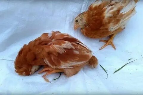 Цыпленок заболел