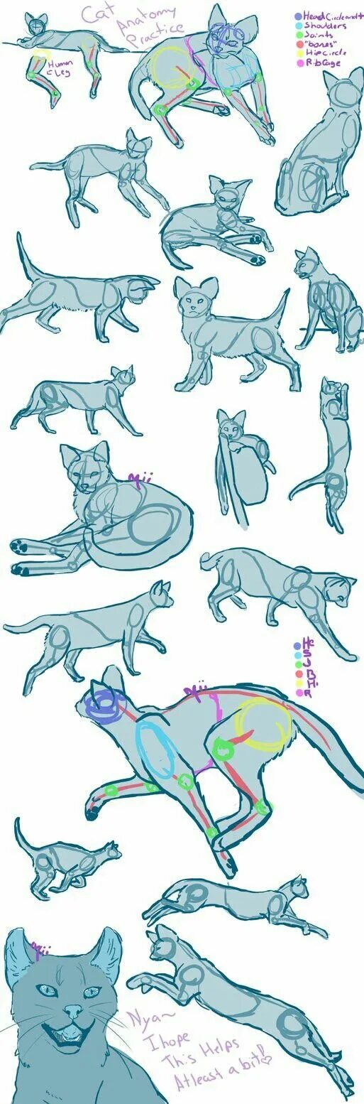 Cats tutorials