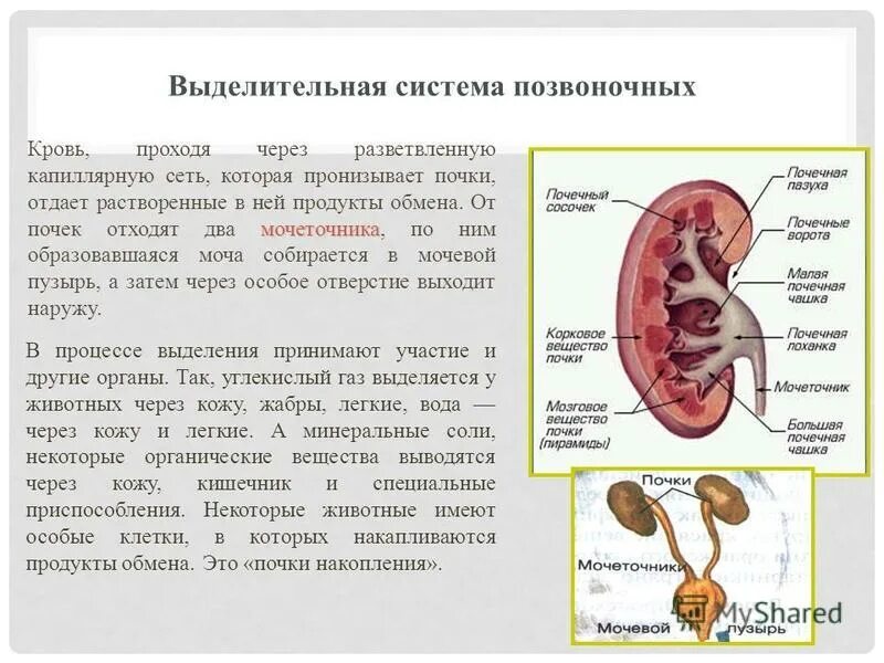 Выделительная система птиц. Выделительная система позвоночных представлена парными. Мочеполовая система птиц схема. Почка анатомия долей и долек. Внутреннее строение и размножение земноводных.
