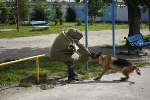 На девочку напала собака новости
