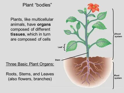 He works a plant