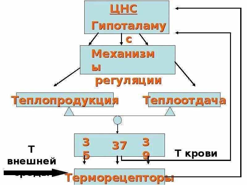 Механизмы теплообразования и теплоотдачи. Механизмы терморегуляции. Терморегуляция физиология животных. Механизмы терморегуляции физиология. Терморегуляция обеспечивается изменением двух составляющих теплообменных процессов.