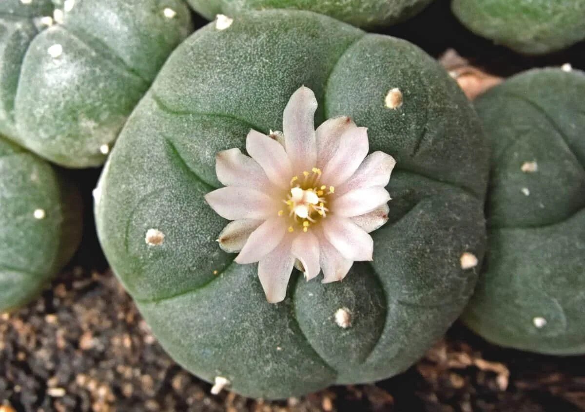 Кактус содержащий мескалин. Кактус lophophora williamsii. пейот (lophophora williamsii. мескалин (пейот). пейотль (lophophora williamsii) – кактус,.