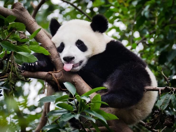 Say Cheese! Chinese Pandas Get Photo Op in Seoul