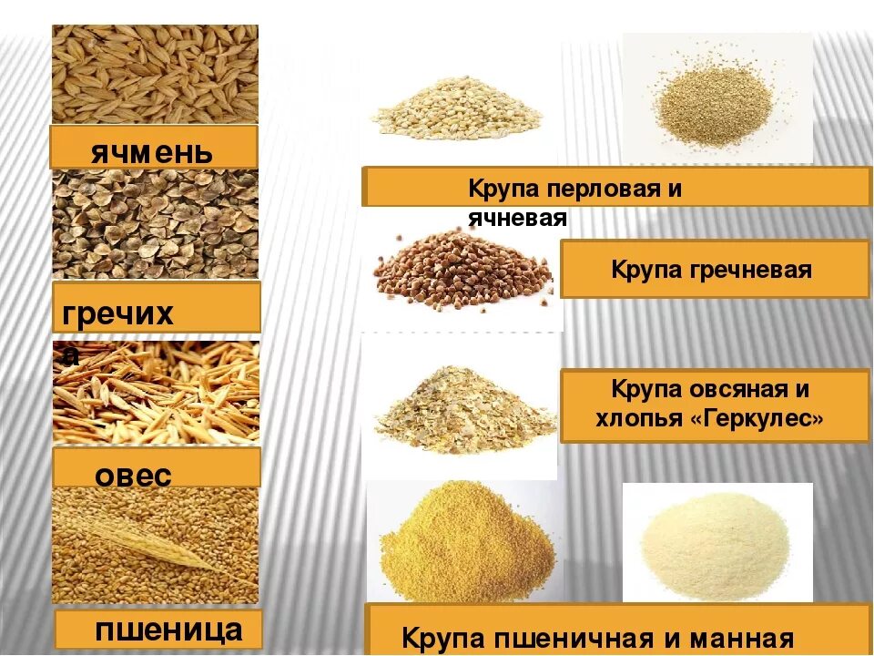 Из какого зерна сделана ячневая крупа. Ячмень ячневая крупа перловка. ячневая, ячменная, пшеничная крупа. крупа пшеничная и ячневая и пшеничная. ячневая крупа из чего.