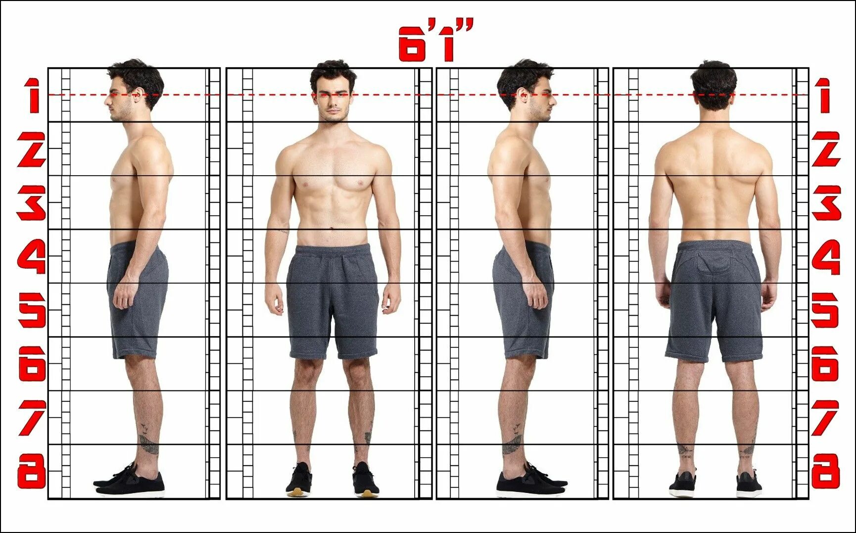 Model height. Замеры для мужчин. Замеры тела для мужчин. Замеры тела для мужчин на качалку. Замеры тела таблица.