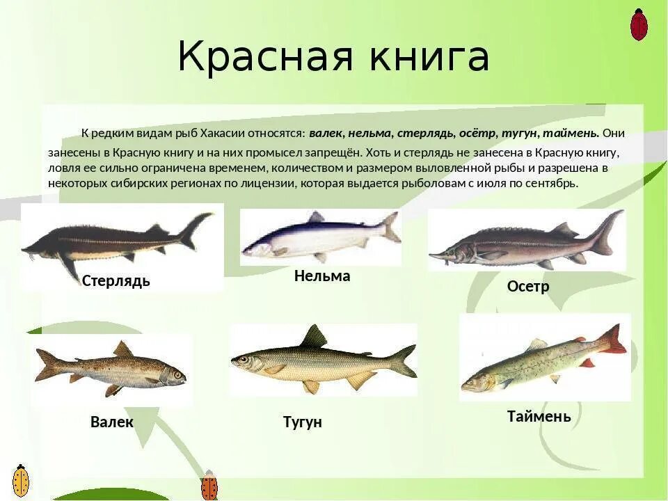Сколько восстанавливается рыба