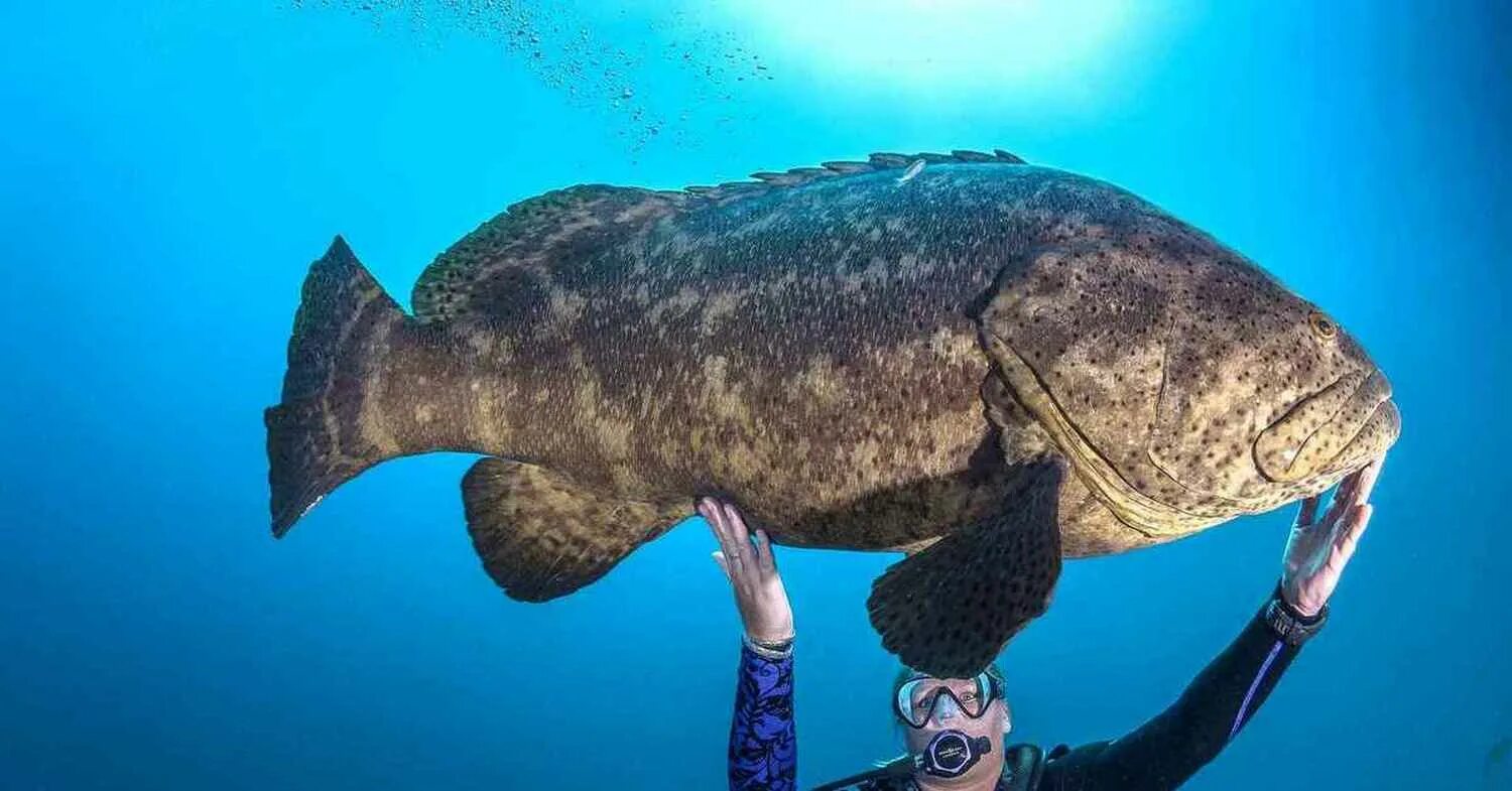 групперы рыба гигантский. групер голиаф. гигантский окунь групер. рыба групер красное море. групер голиаф рыба.