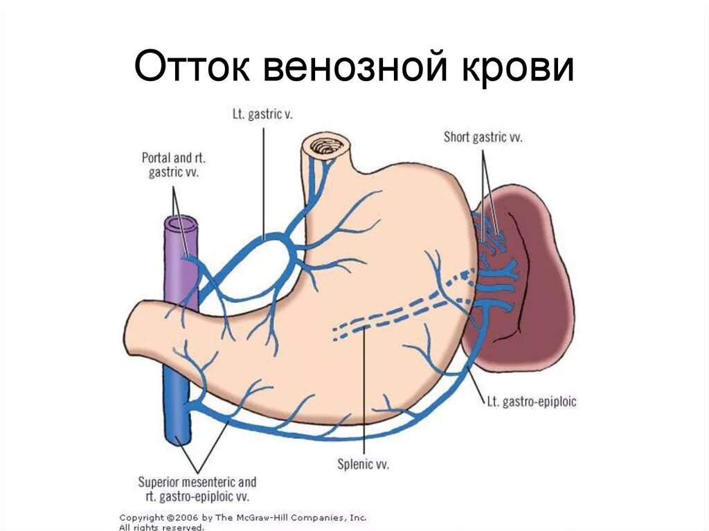 Правая желудочная вена. Левая желудочно-сальниковая Вена. Венозное кровоснабжение желудка.