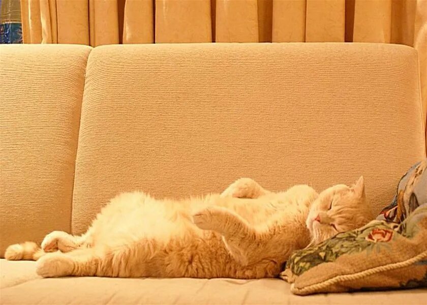 Рыжий кот на диване. Коты на диване. Кот лежит на диване.