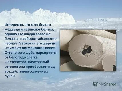 Белый хотя